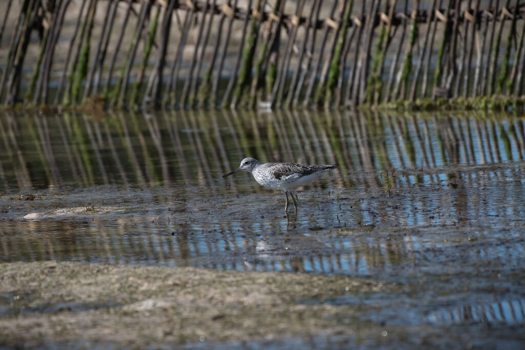 Common Greenshank