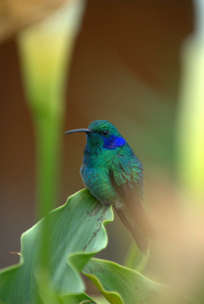 Mexican Violetear