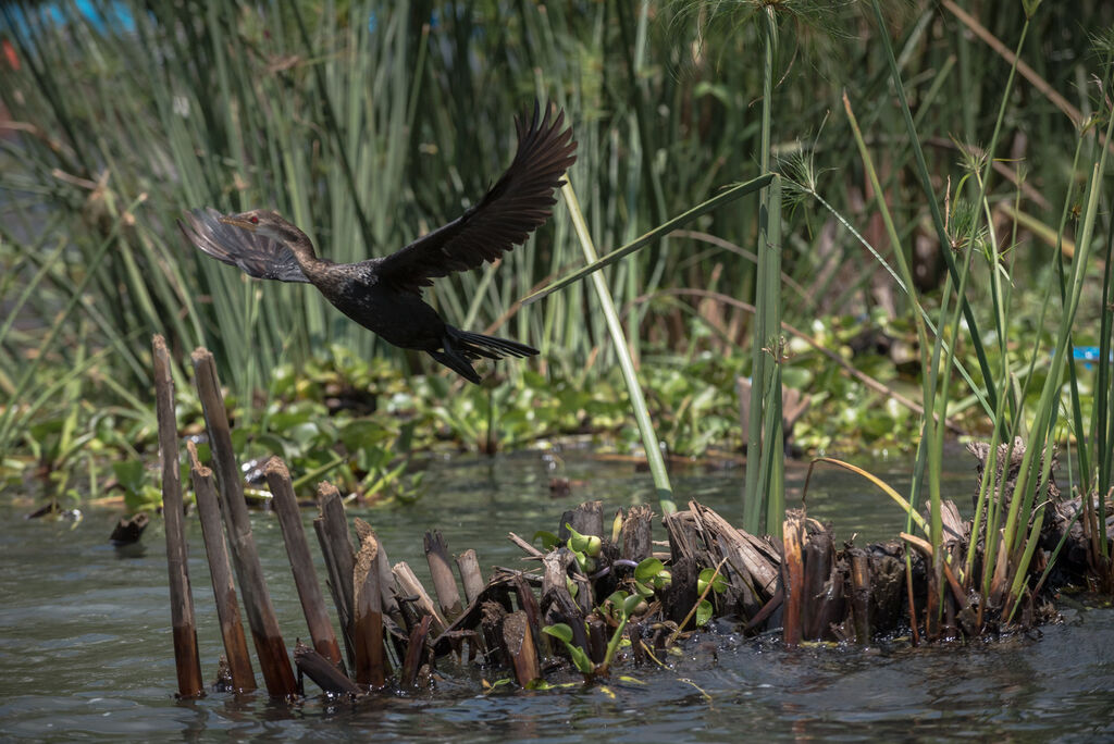 Reed Cormorantimmature, Flight