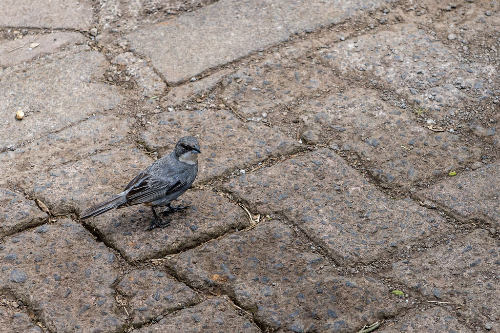 Diuca Finch
