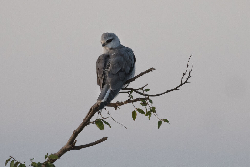 Black-winged Kite