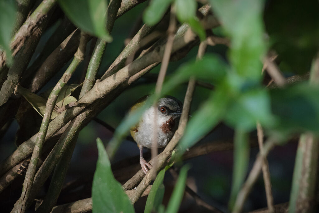 Grey-capped Warbler