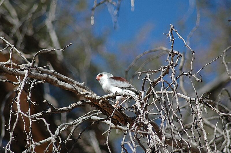 Pygmy Falcon