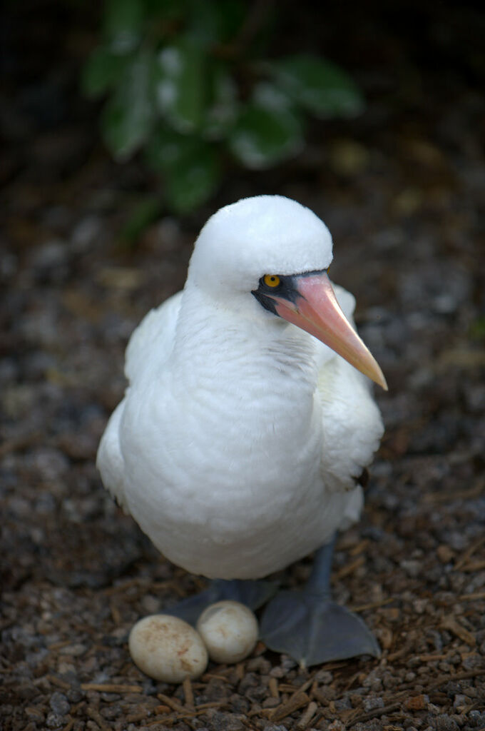 Nazca Booby, Reproduction-nesting