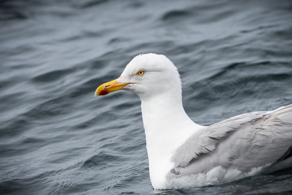European Herring Gull