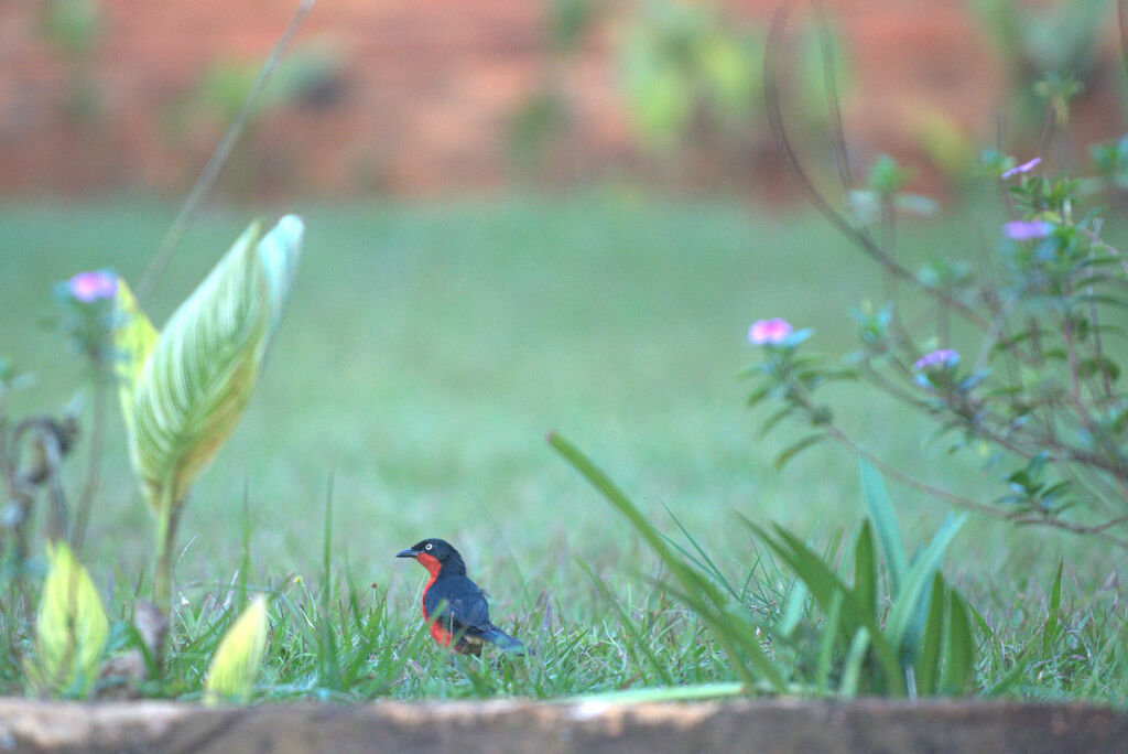 Black-headed Gonolek