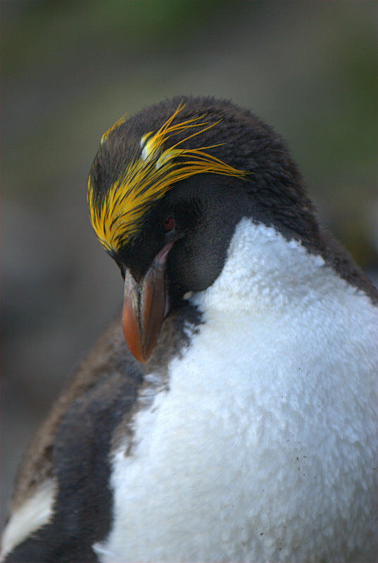 Gorfou doré