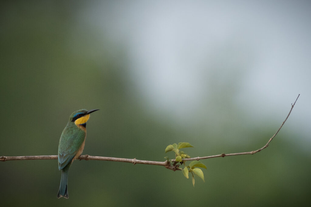 Little Bee-eater