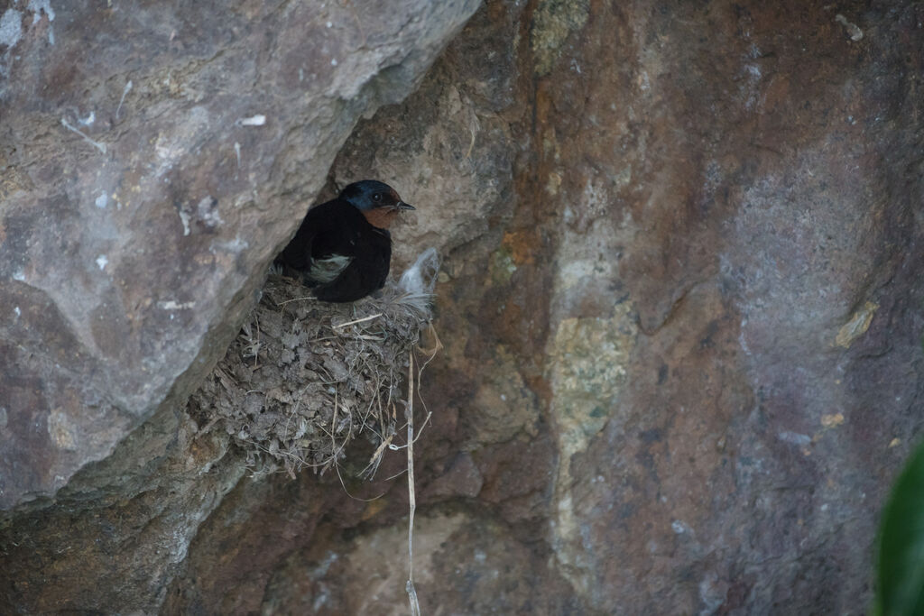 Angola Swallow, Reproduction-nesting