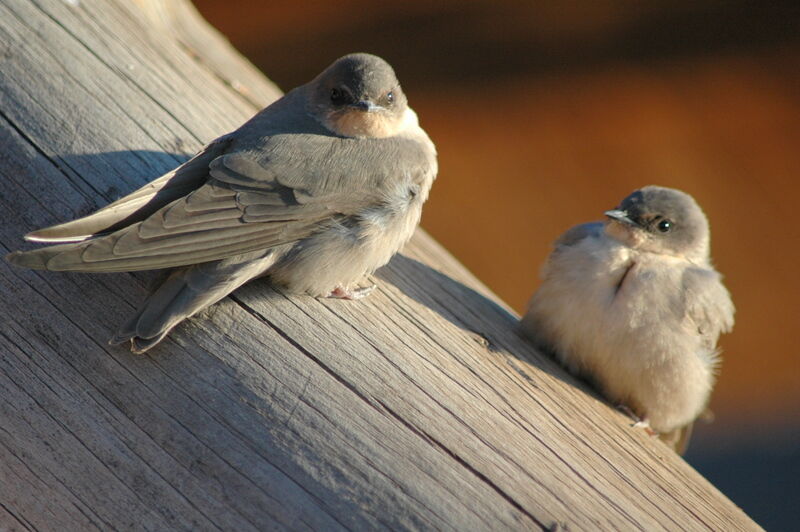 Large Rock Martin