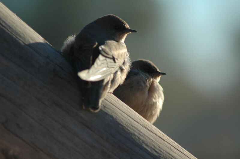 Large Rock Martin