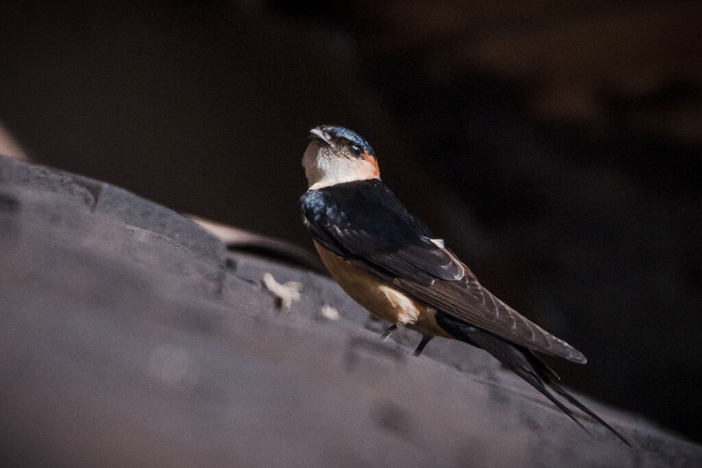 European Red-rumped Swallow
