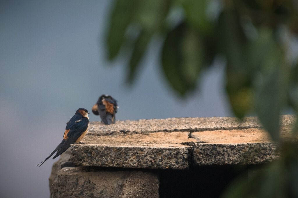 European Red-rumped Swallow
