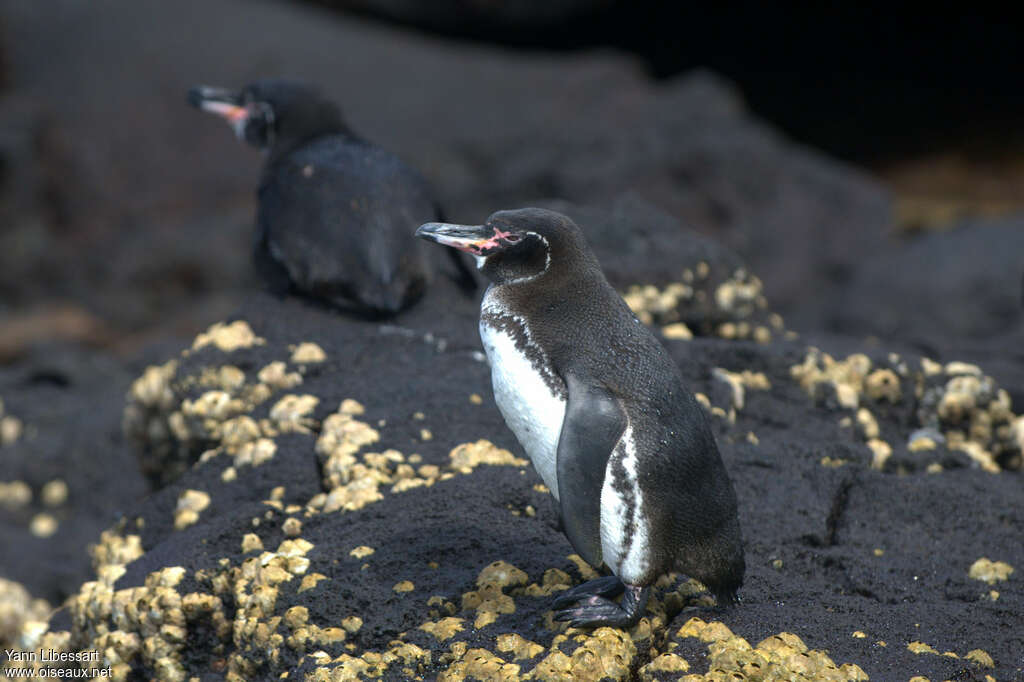 Manchot des Galapagosadulte, identification