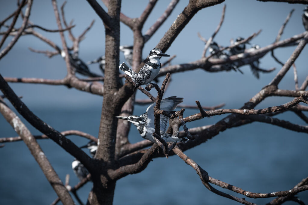 Pied Kingfisher