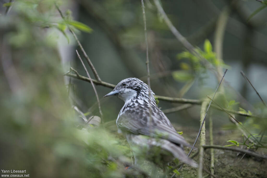 Striped Honeyeater