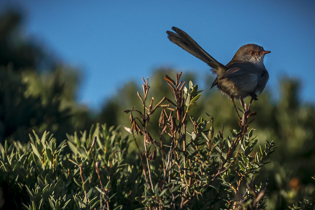 Superb Fairywren female