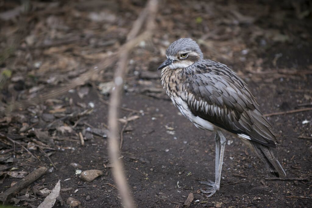Bush Stone-curlew