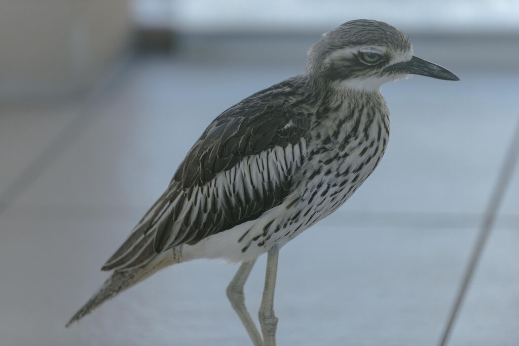 Bush Stone-curlew