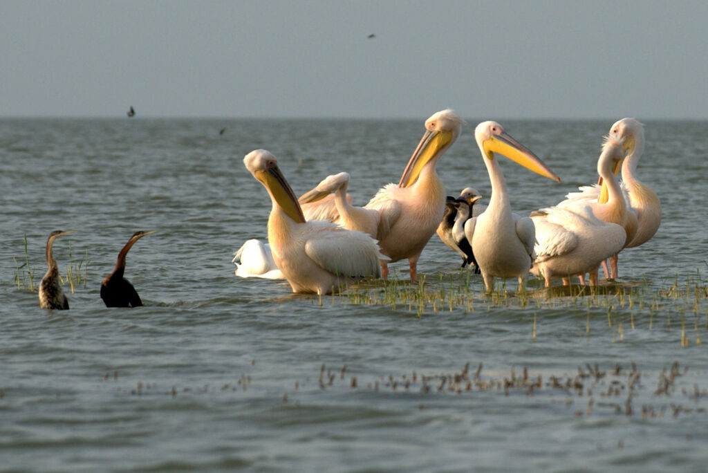 Great White Pelican