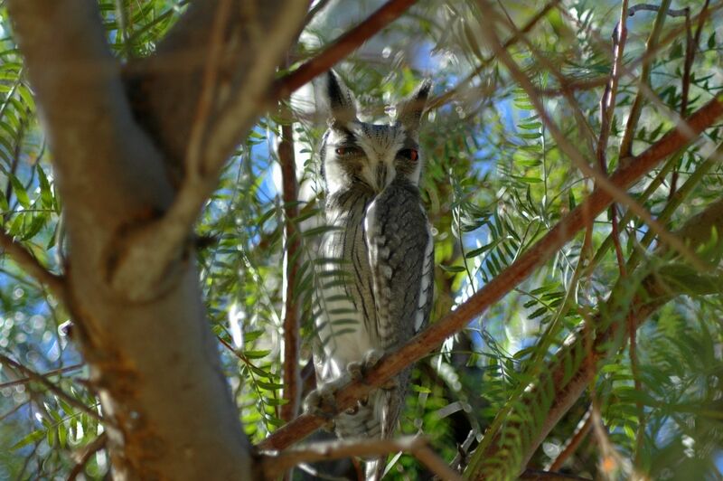Southern White-faced Owl