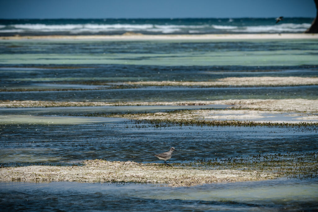 Grey Plover