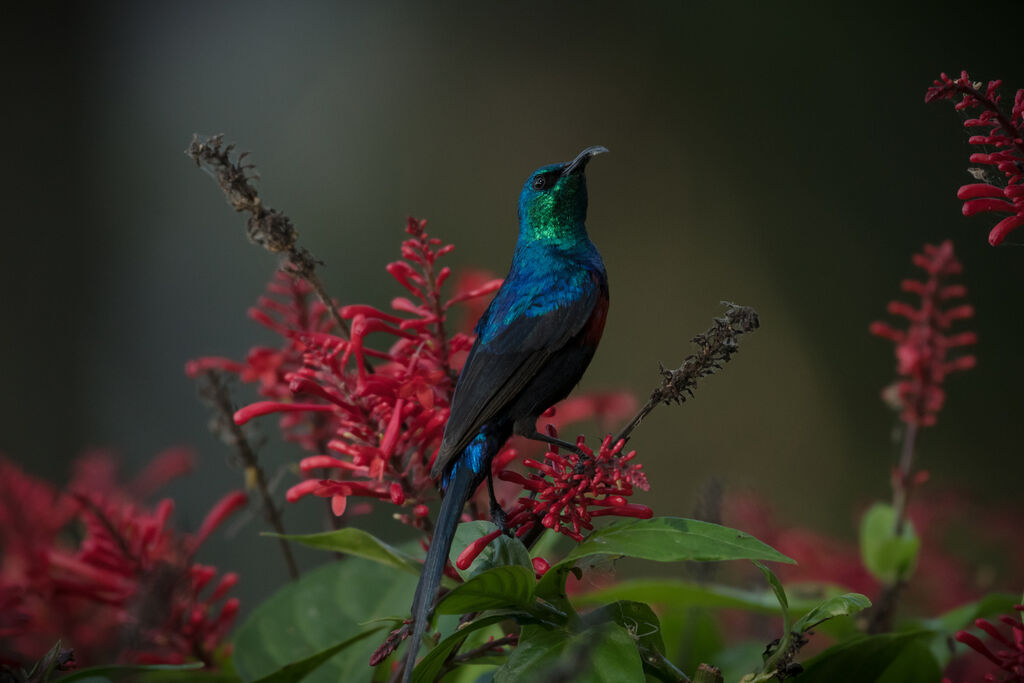 Red-chested Sunbird