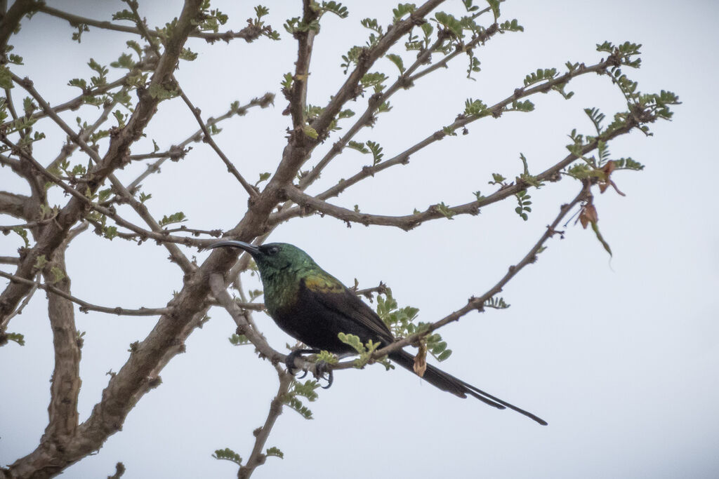 Bronze Sunbird