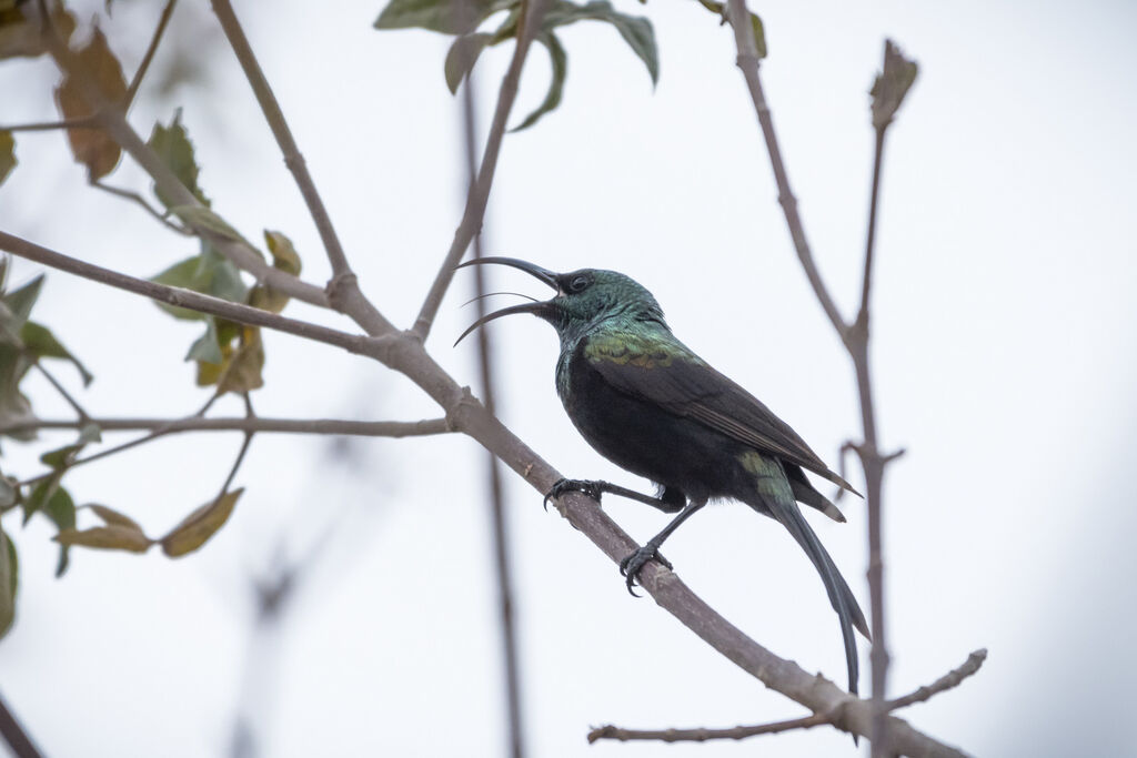 Bronze Sunbird