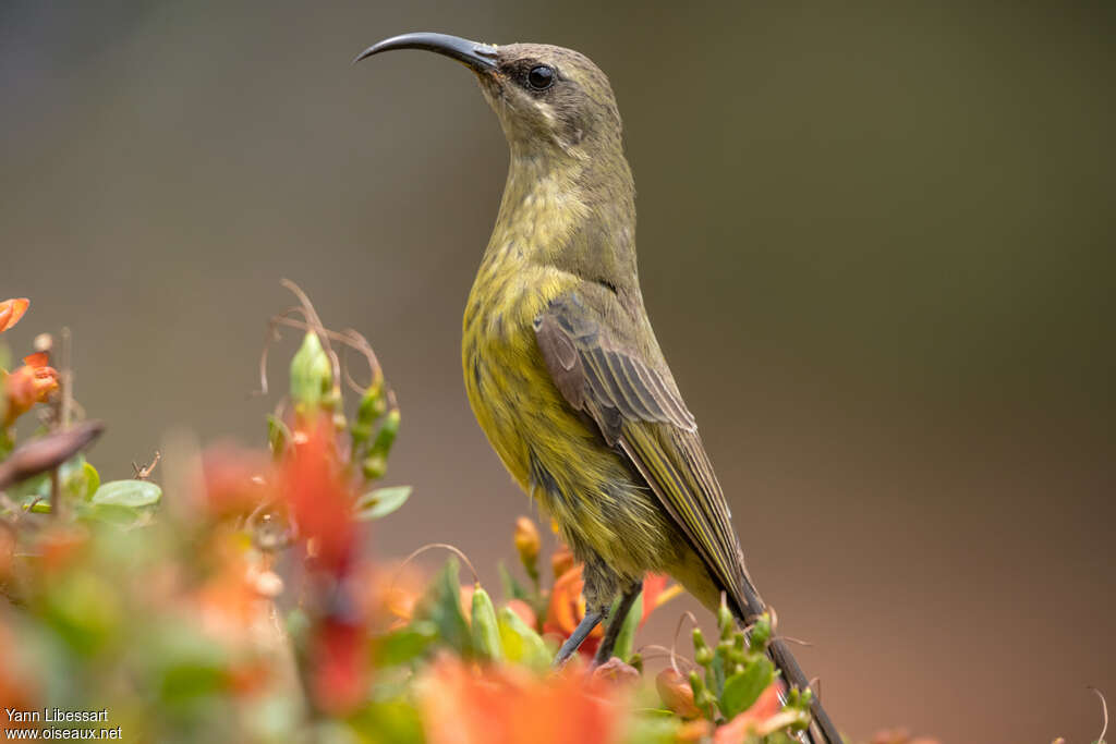 Bronze Sunbird female adult, identification