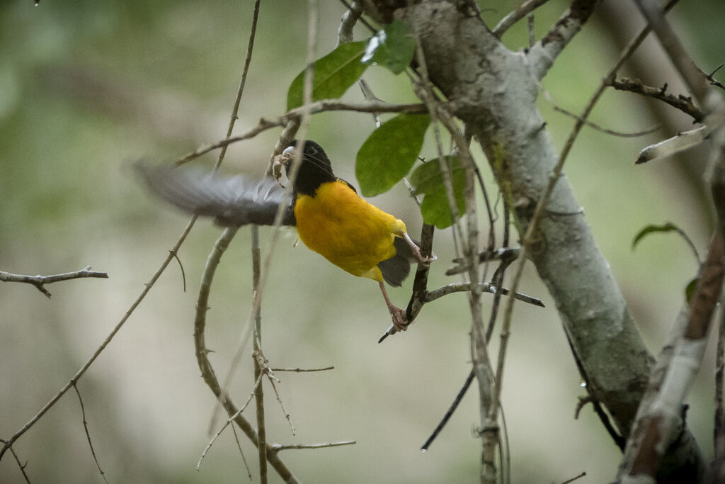 Dark-backed Weaver, fishing/hunting