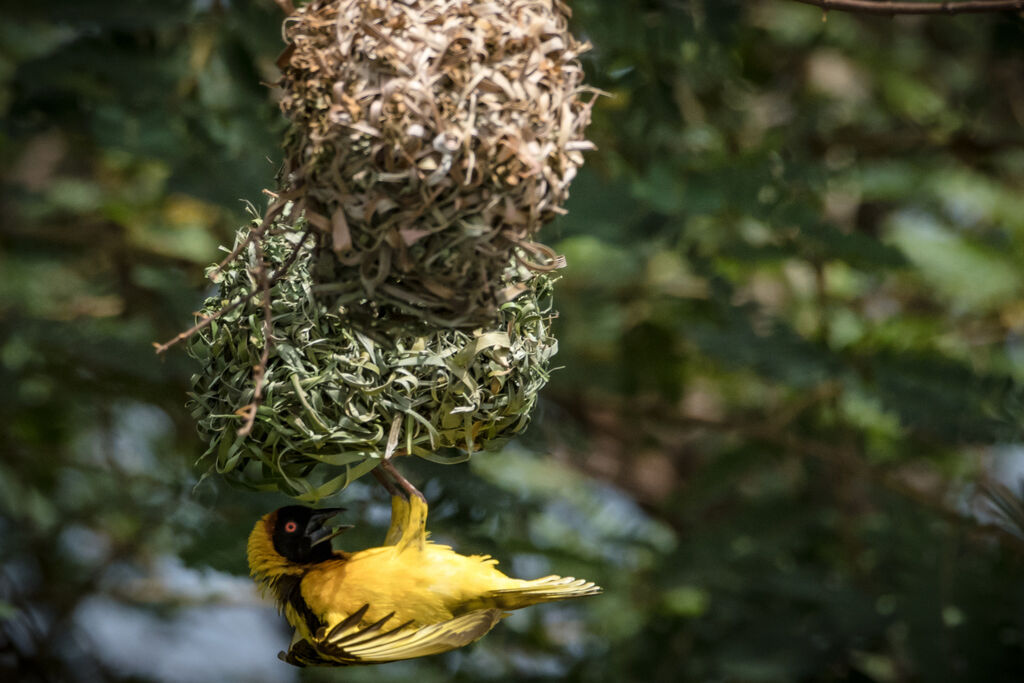 Village Weaver