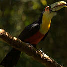 Toucan à ventre rouge