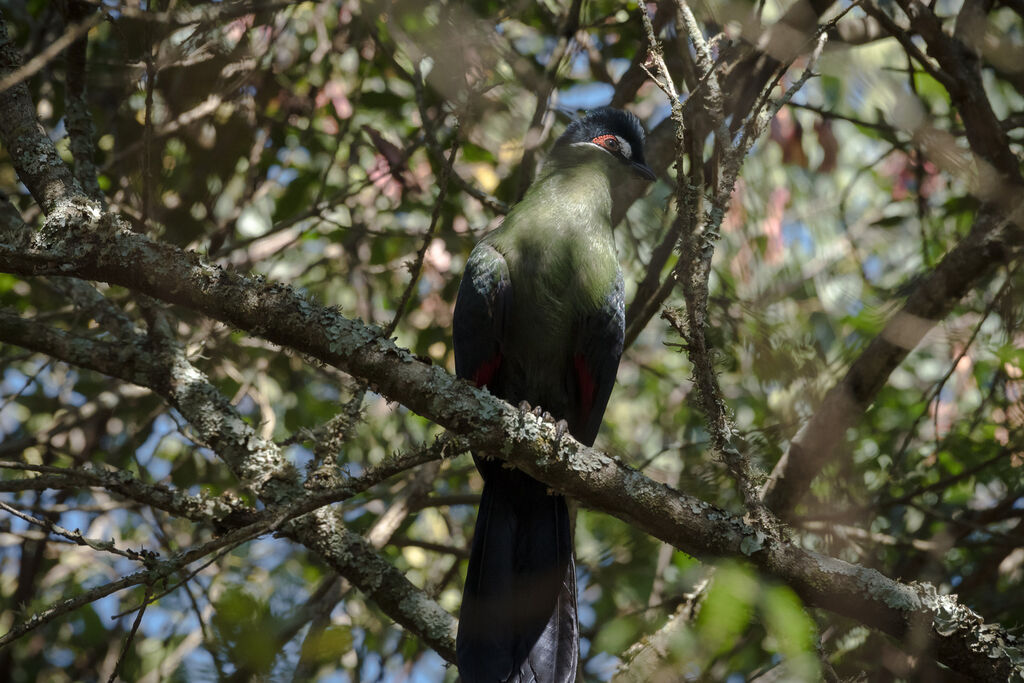 Hartlaub's Turaco