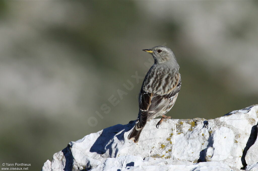 Accenteur alpin