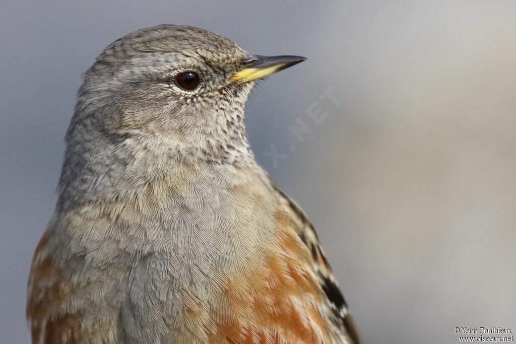 Accenteur alpin