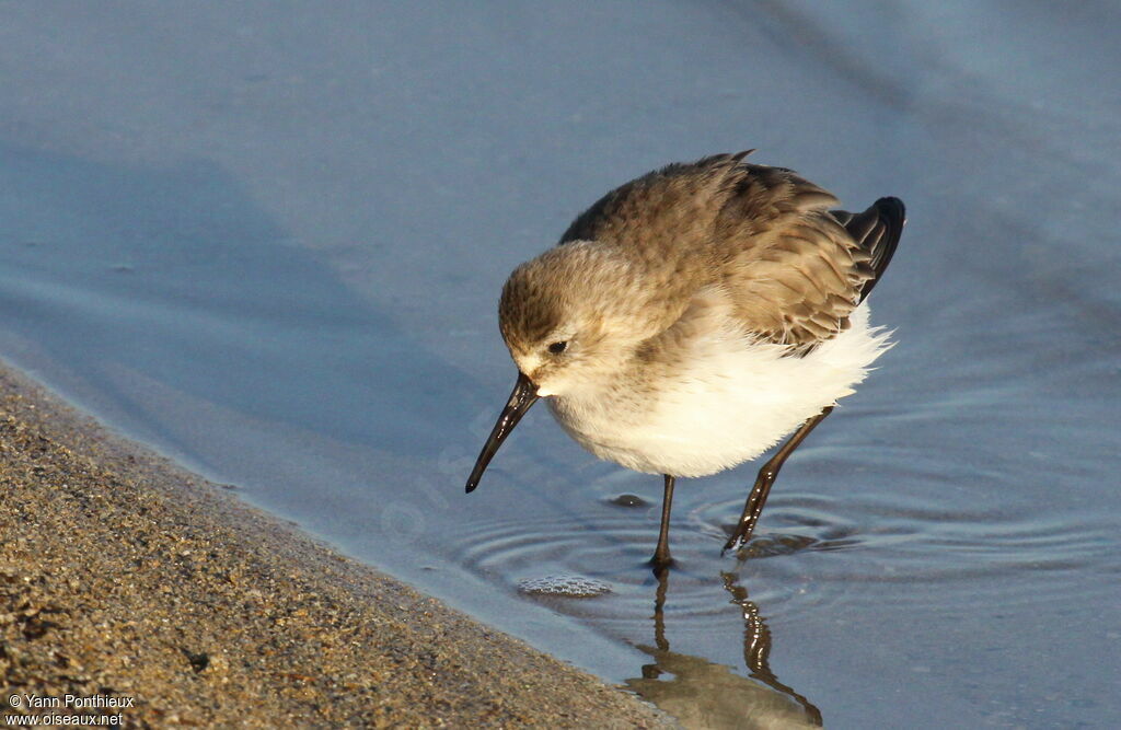 Bécasseau variable