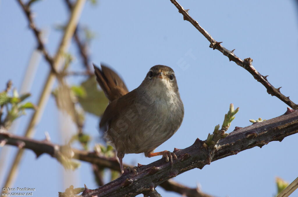 Bouscarle de Cetti