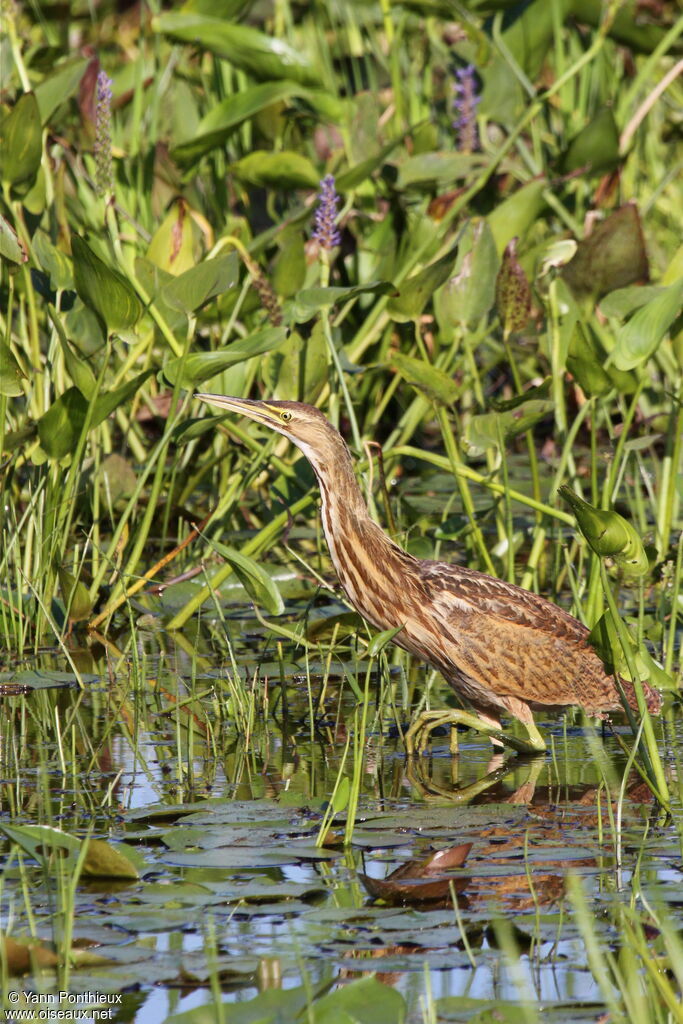 American Bitternimmature
