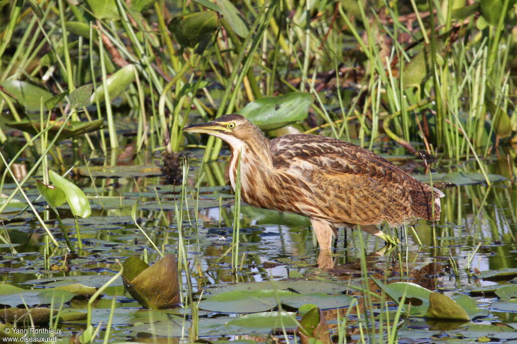 American Bitternimmature