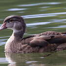 Canard carolin
