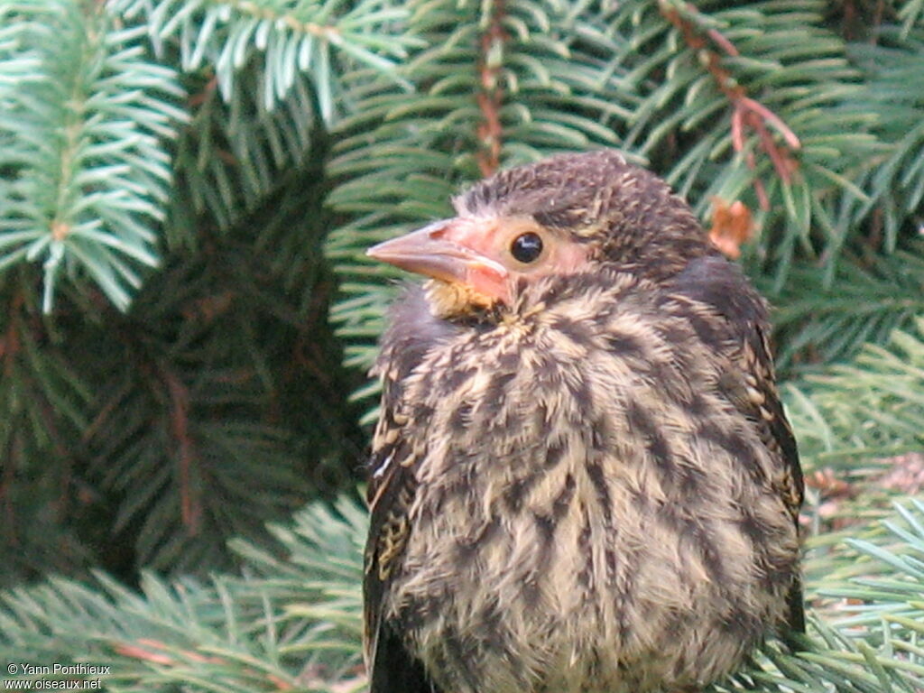 Red-winged Blackbirdjuvenile