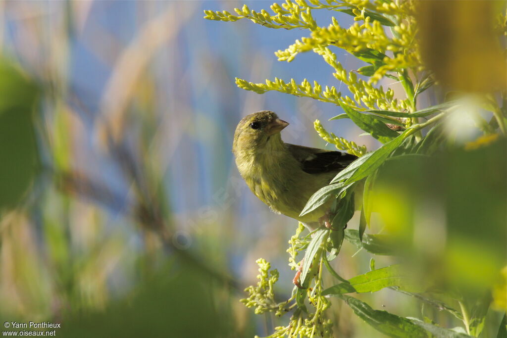 American Goldfinch female