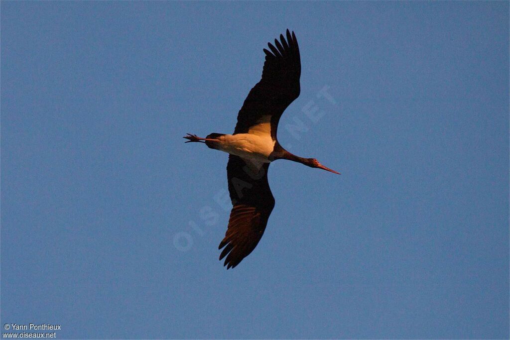 Cigogne noire