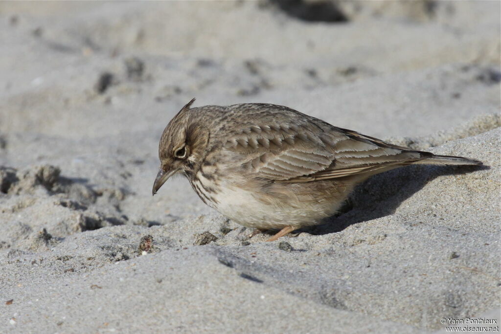Cochevis huppé