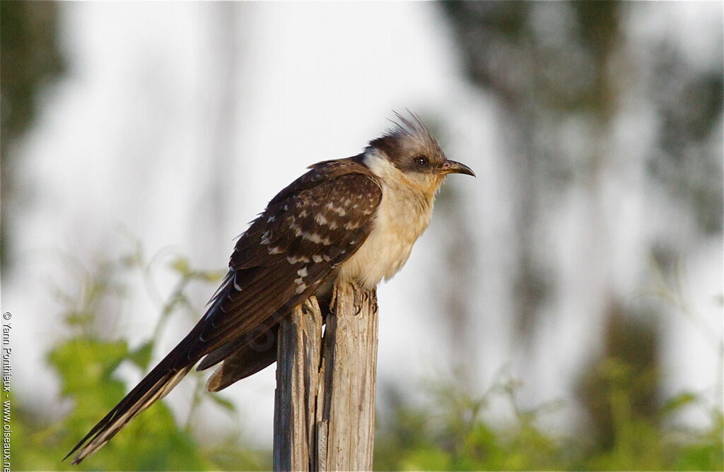 Great Spotted Cuckooadult