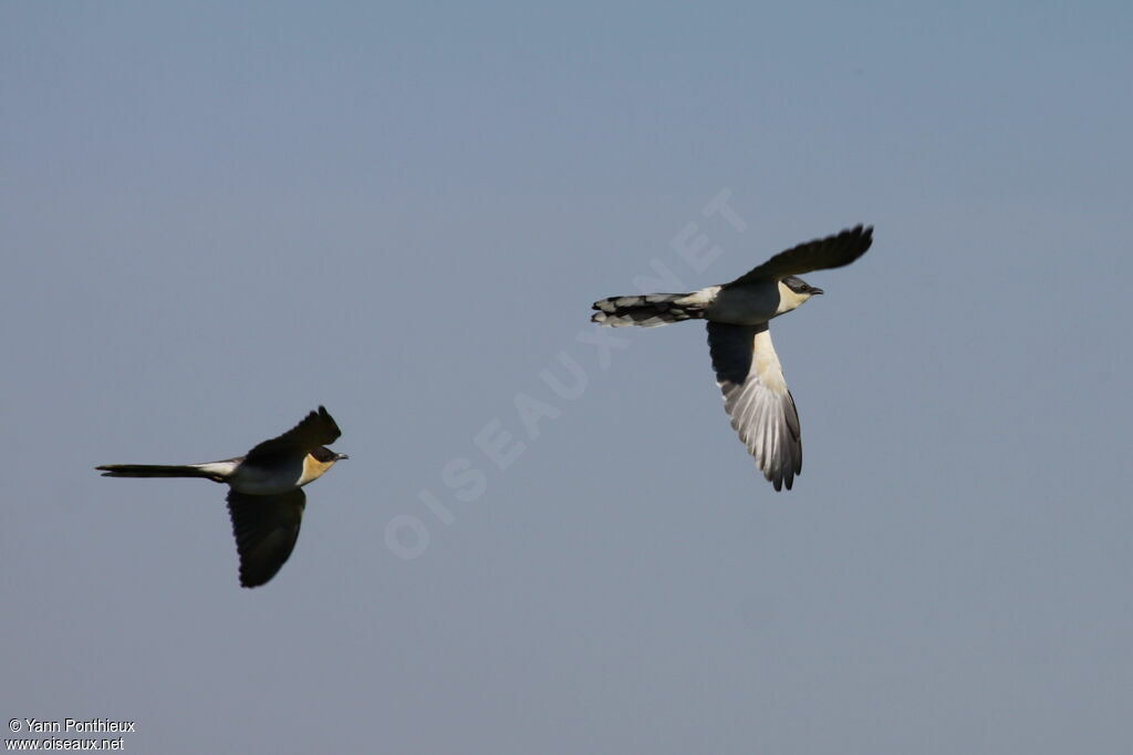 Great Spotted Cuckoo