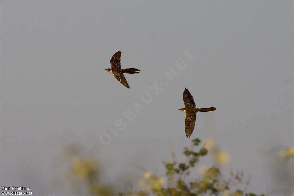 Great Spotted Cuckooadult breeding, Flight, song