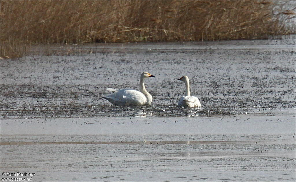 Cygne de Bewick 