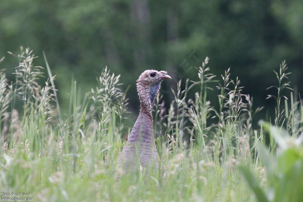 Wild Turkey female adult breeding, close-up portrait